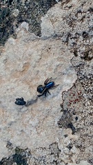 Mburuvicha galianoae