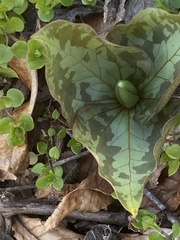 Trillium cuneatum