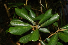 Quercus poilanei