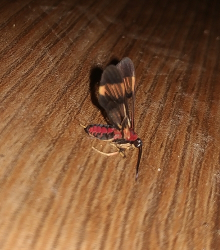 Loxophlebia broteas