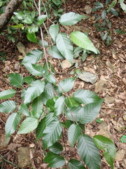 Carpinus rankanensis