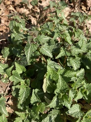 Lamium maculatum