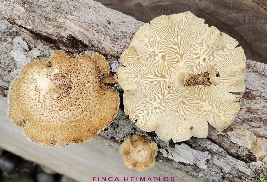 Lentinus crinitus · November 2020 · photo: © heimatlos (iNaturalist, cc0)