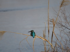 Alcedo atthis
