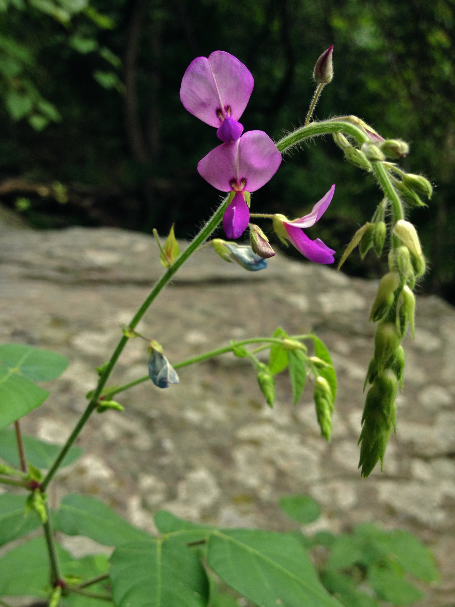 Desmodium canescens