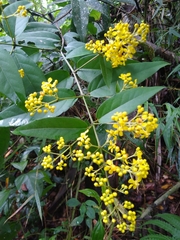 Heteropterys intermedia