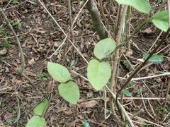 Vincetoxicum hirsutum