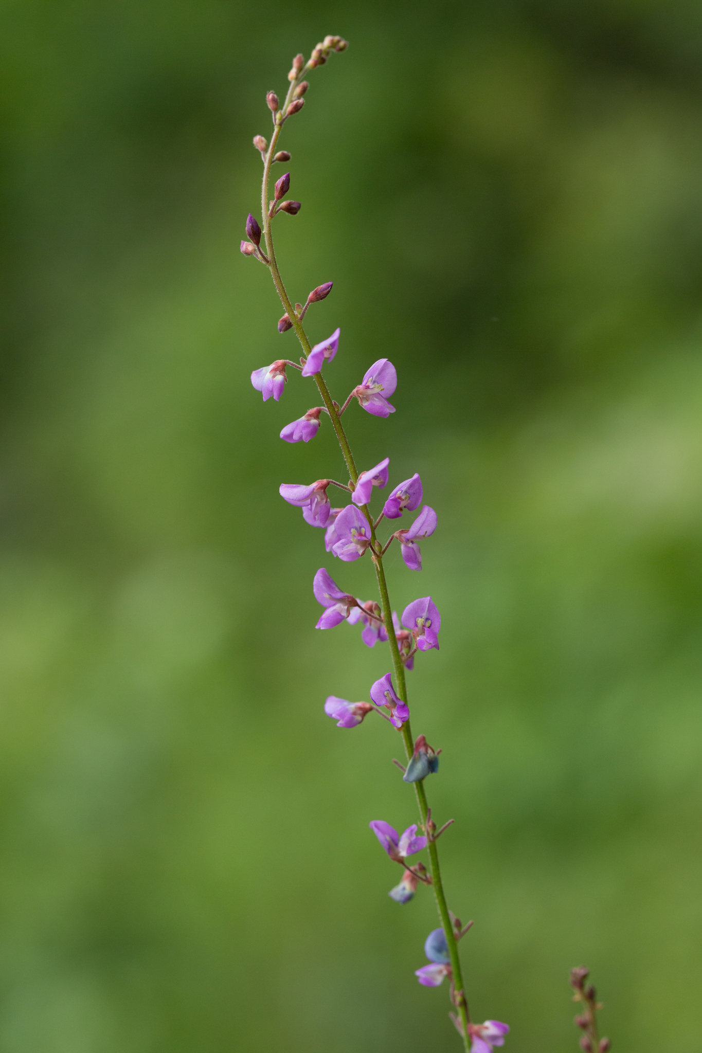 Desmodium ciliare