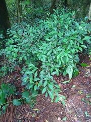 Actinostemon concolor