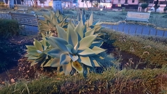 Agave