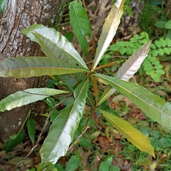 Ficus pseudopalma