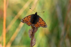 Boloria pales