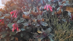 Fuchsia boliviana