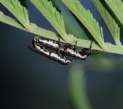 Rhinotia filiformis