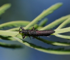 Rhinotia filiformis