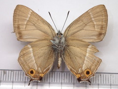 Favonius taxila