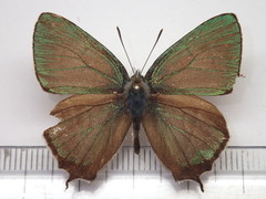 Favonius taxila