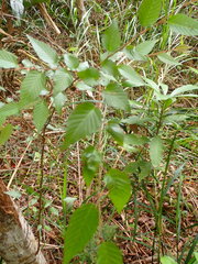 Carpinus rankanensis