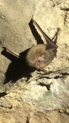 Peropteryx macrotis