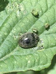 Epilachna obscurella