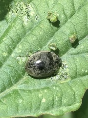 Epilachna obscurella