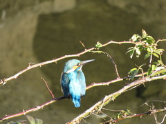 Alcedo atthis