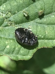 Epilachna obscurella