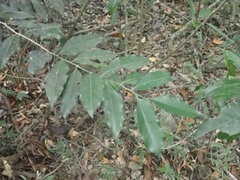 Putranjiva formosana