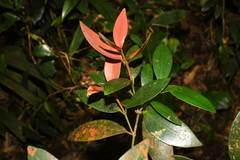 Calophyllum