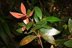 Calophyllum
