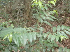 Putranjiva formosana