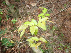 Carpinus rankanensis