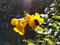 Bombus pauloensis
