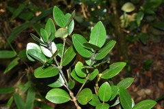 Calophyllum