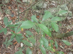 Ardisia cornudentata morrisonensis