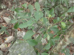 Ardisia cornudentata morrisonensis