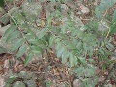 Putranjiva formosana