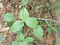 Vincetoxicum hirsutum