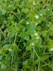 Stellaria media