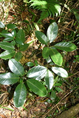 Schefflera