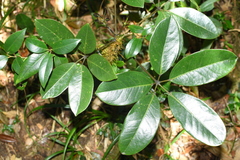 Schefflera