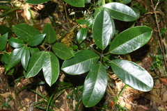 Schefflera