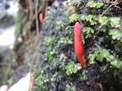 Trichoderma cornu-damae