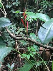 Heliconia stricta