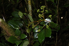 Schefflera