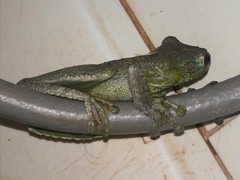 Itapotihyla langsdorffii