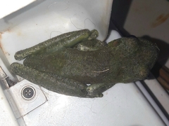 Itapotihyla langsdorffii