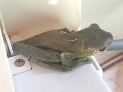 Itapotihyla langsdorffii