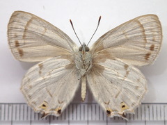 Favonius saphirinus