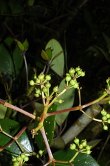 Schefflera